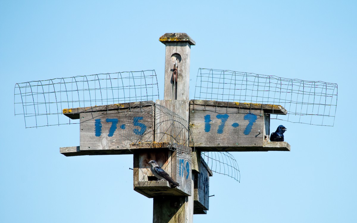 Purple Martin - ML634638585