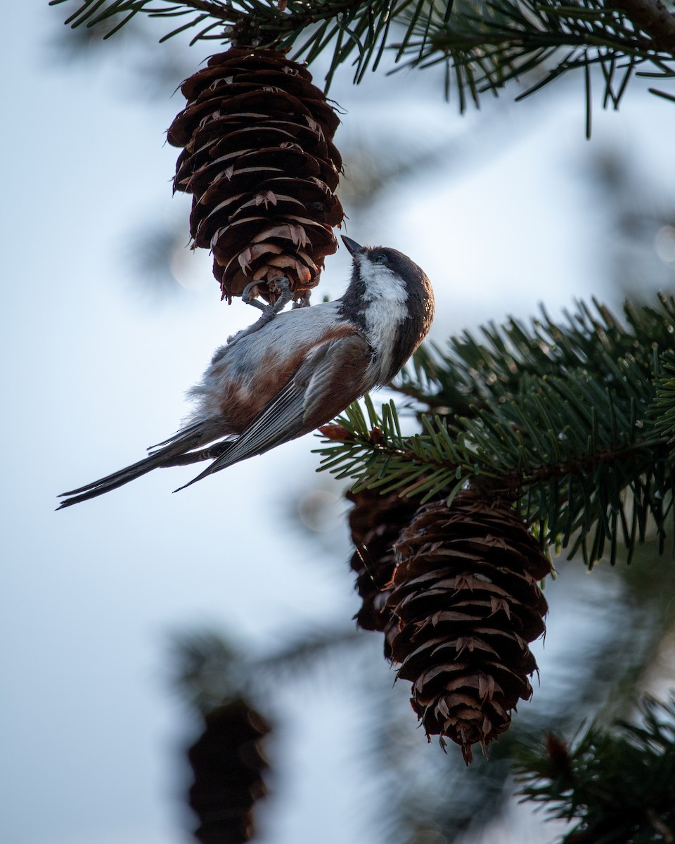 Chestnut-backed Chickadee - ML634638647