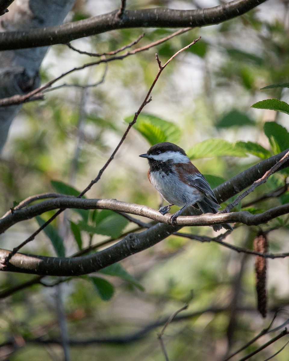 Chestnut-backed Chickadee - ML634638648