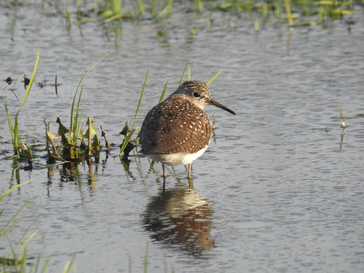Solitary Sandpiper (solitaria) - ML634638793