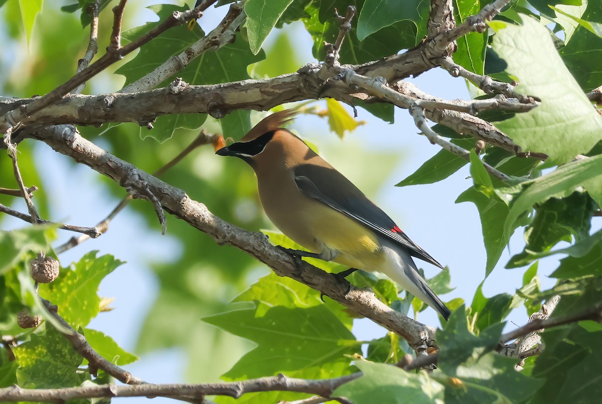 Cedar Waxwing - ML634638802