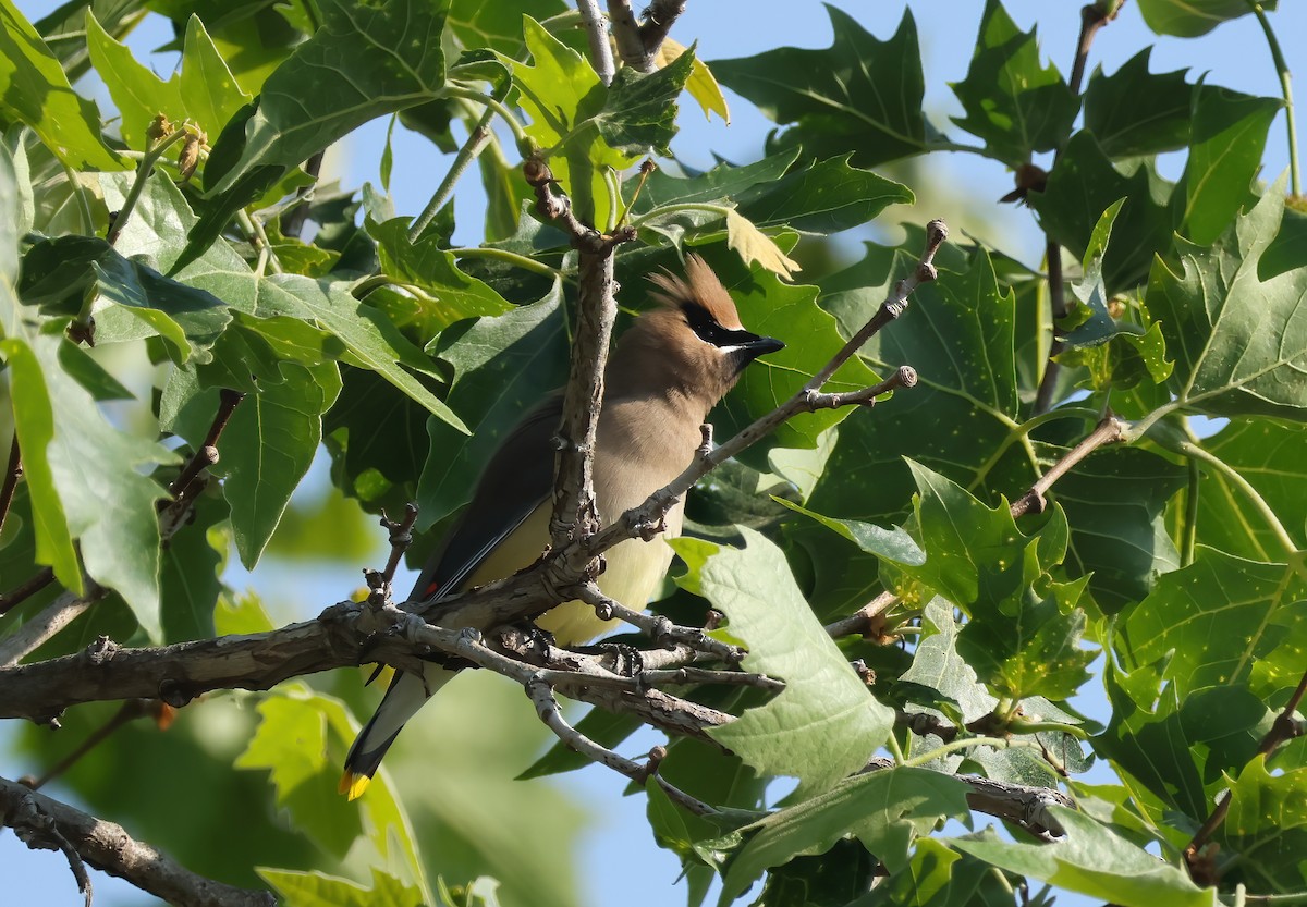 Cedar Waxwing - ML634638803