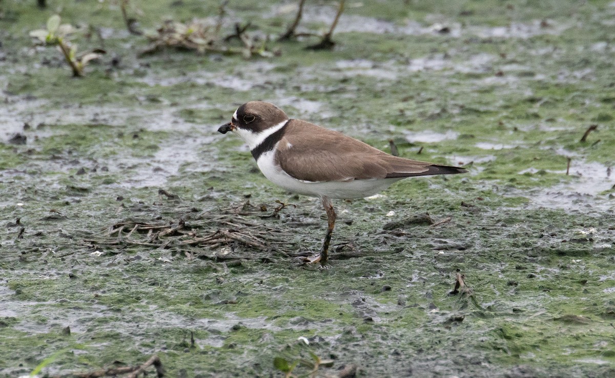 Semipalmated Plover - ML634638884