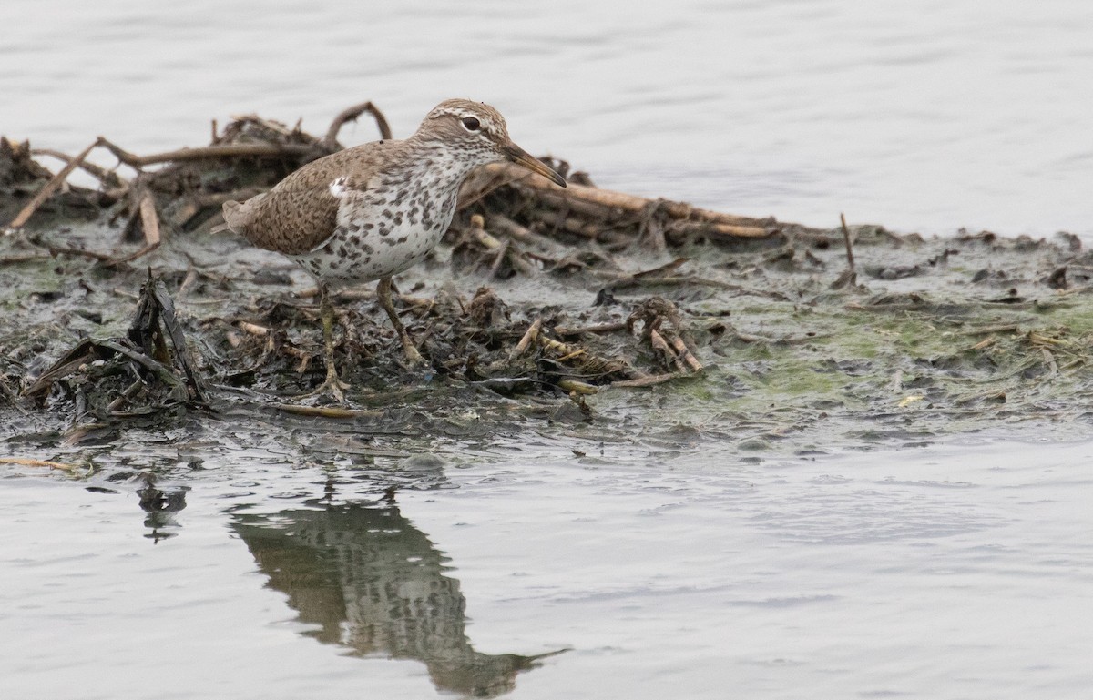 Spotted Sandpiper - ML634638905