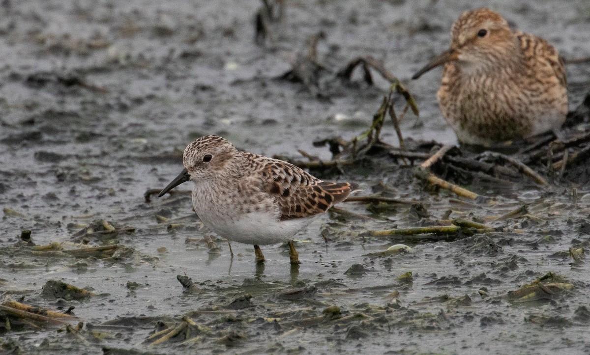 Least Sandpiper - ML634638919