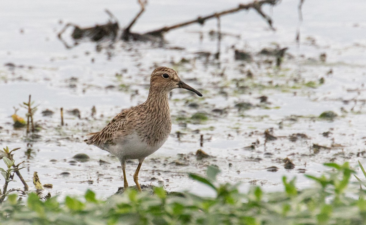 Pectoral Sandpiper - ML634638941