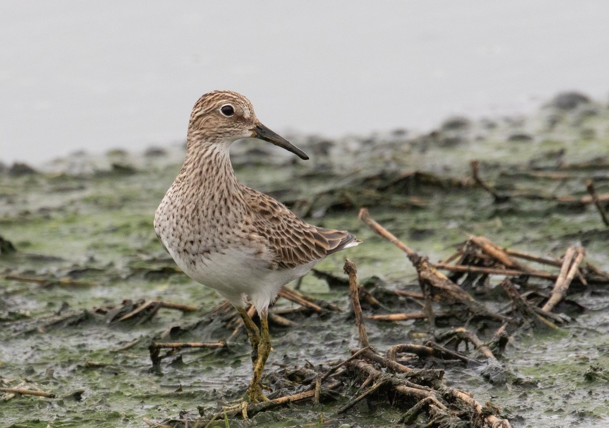 Pectoral Sandpiper - ML634638971