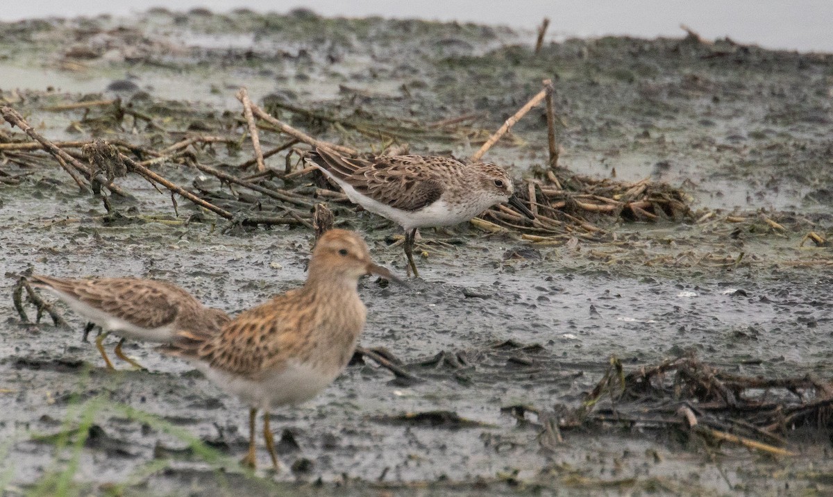 Semipalmated Sandpiper - ML634638997
