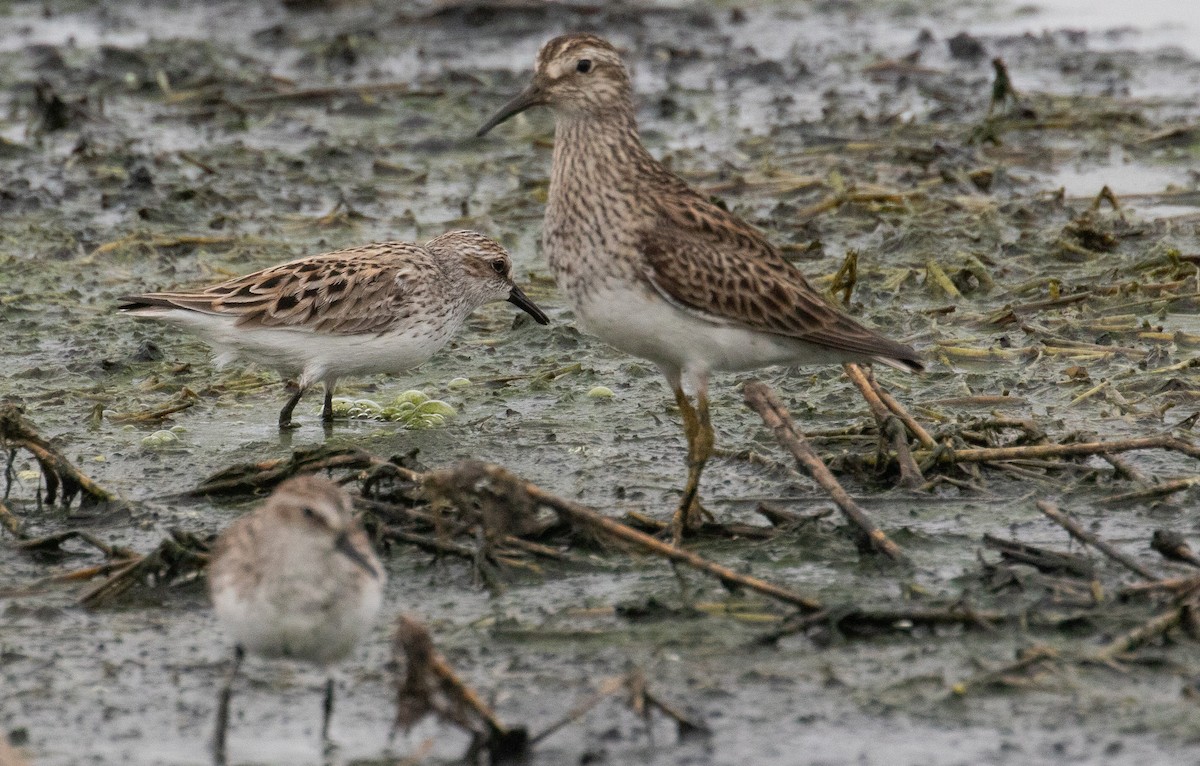 Semipalmated Sandpiper - ML634639012