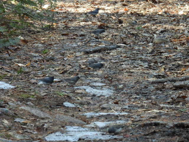 Dark-eyed Junco - ML634639057