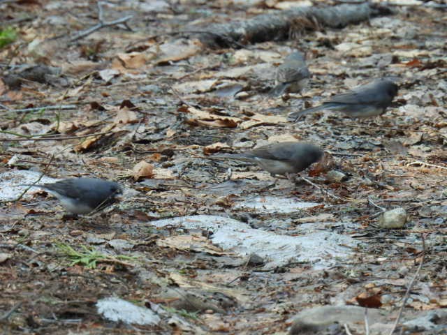 Dark-eyed Junco - ML634639059