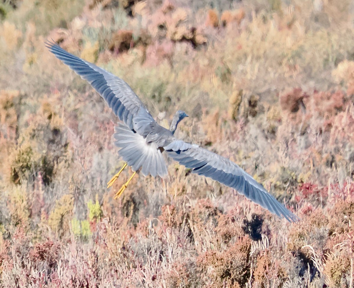 White-faced Heron - ML634639103