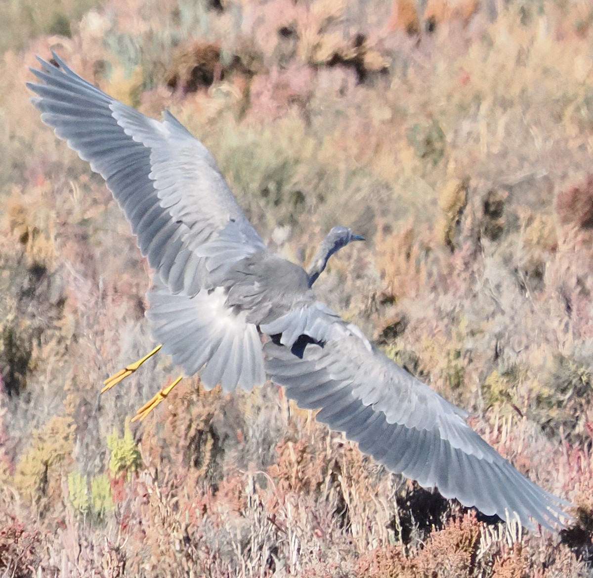 White-faced Heron - ML634639104