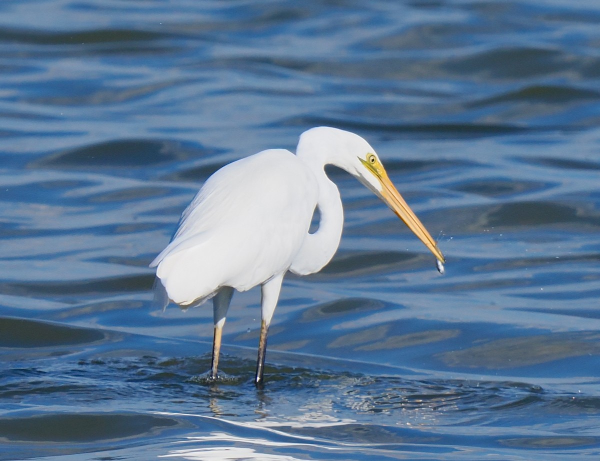 Great Egret (modesta) - ML634639113