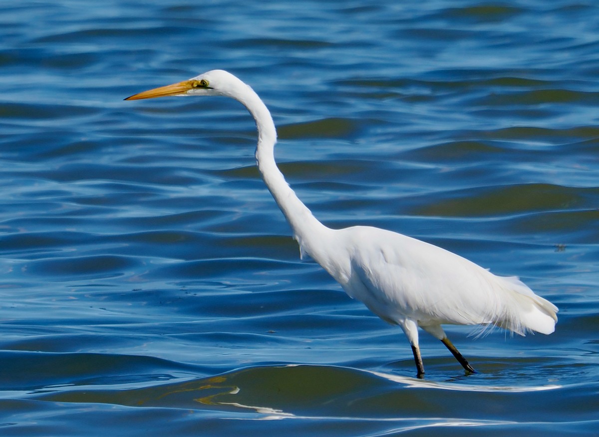 Great Egret (modesta) - ML634639115