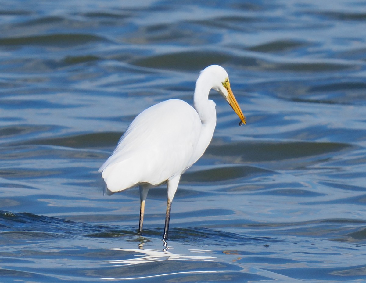 Great Egret (modesta) - ML634639116