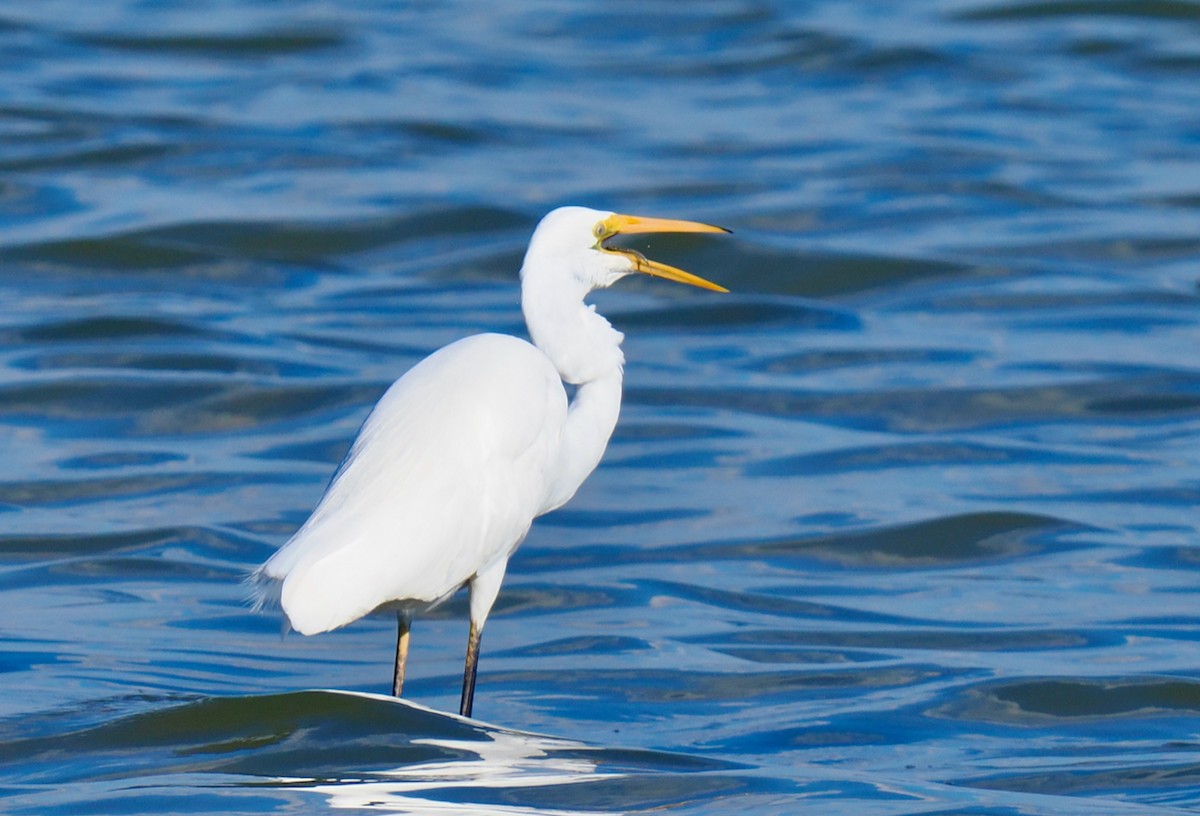 Great Egret (modesta) - ML634639117