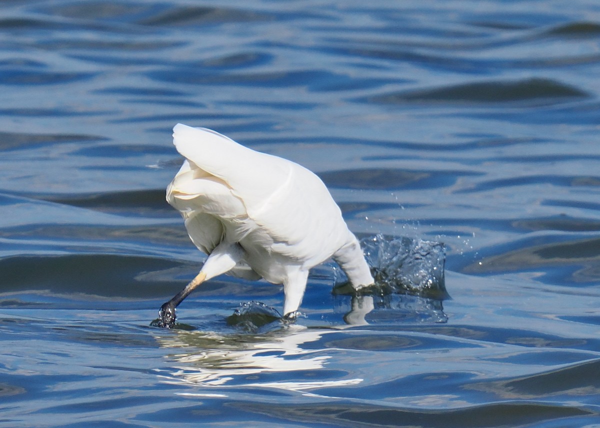 Great Egret (modesta) - ML634639118