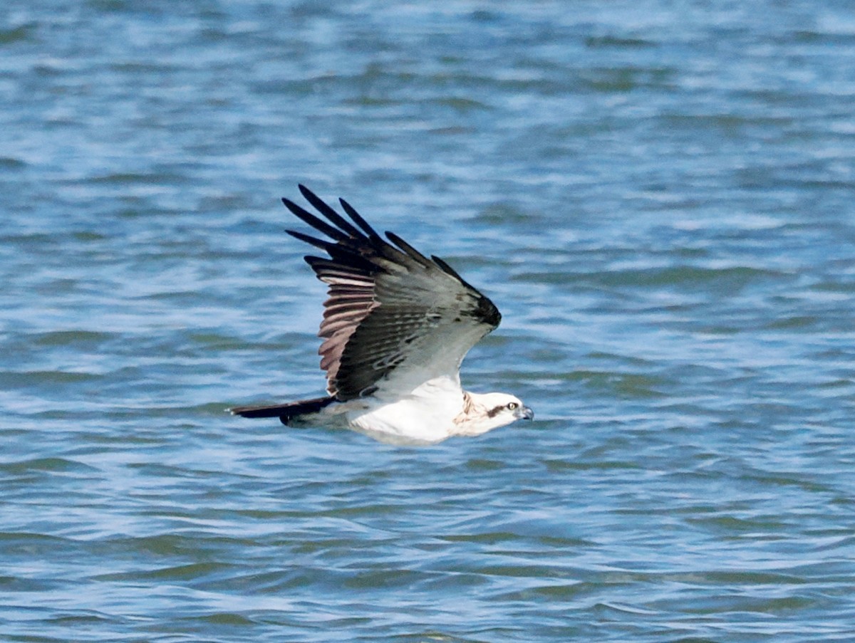 Osprey - ML634639124