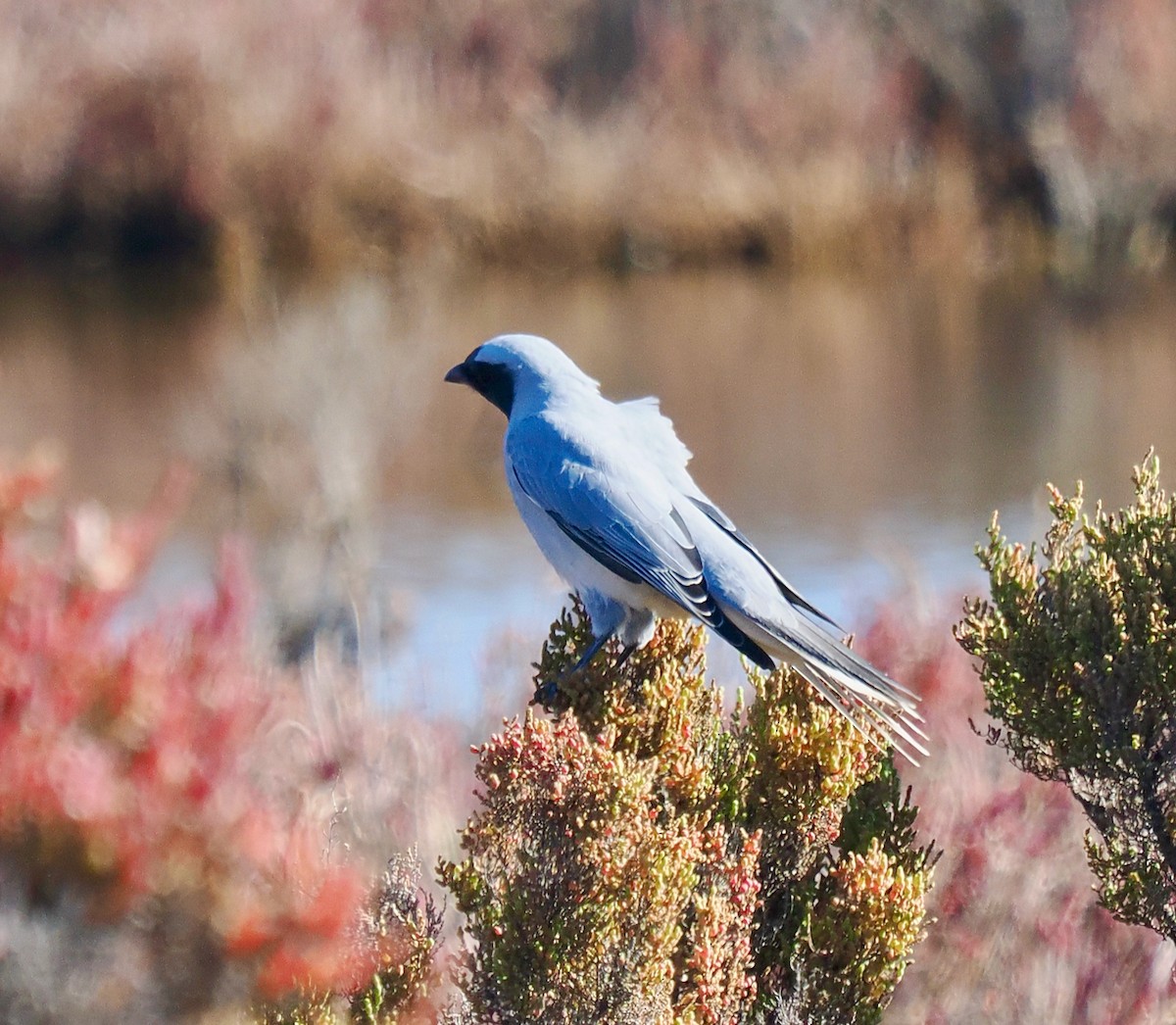 Black-faced Cuckooshrike - ML634639146