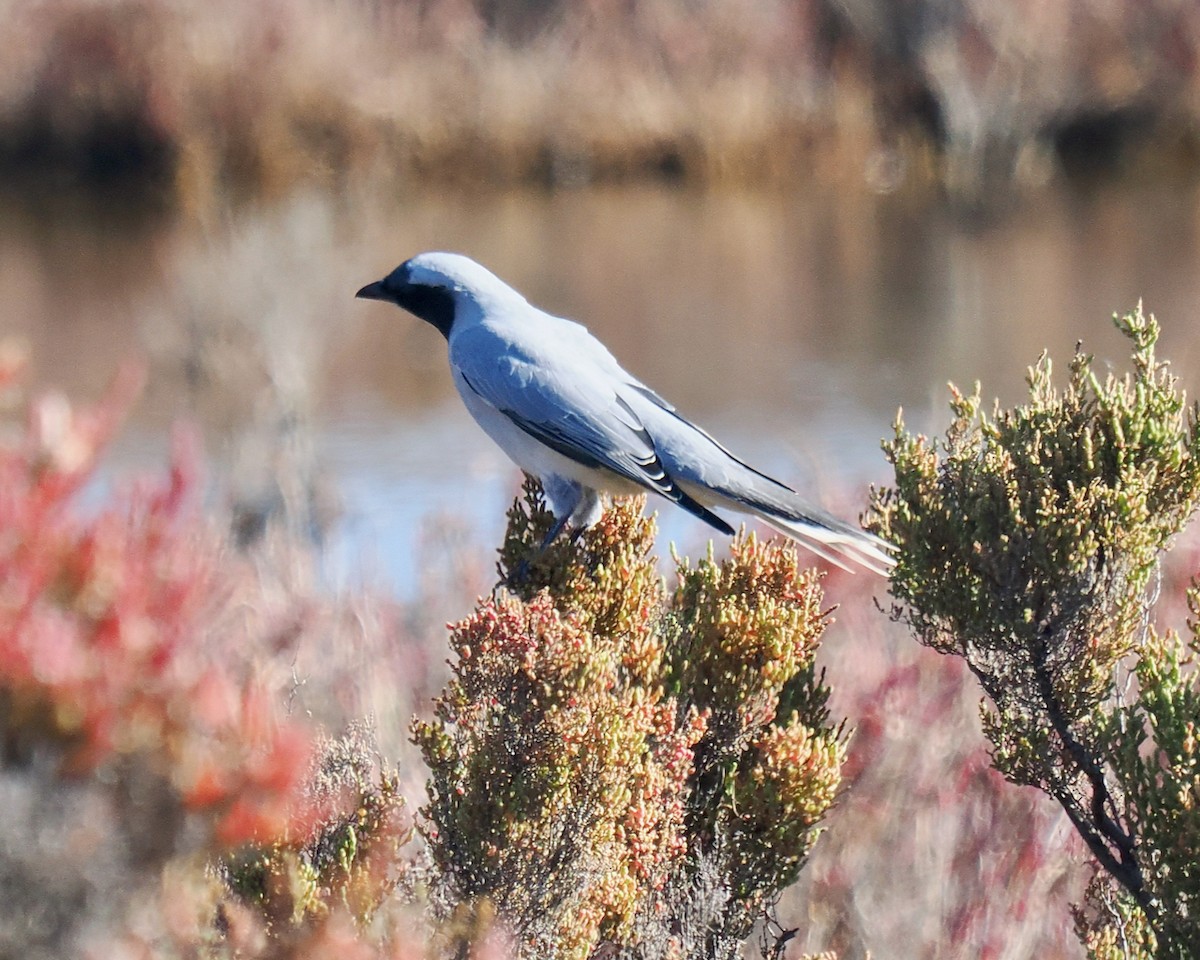 Black-faced Cuckooshrike - ML634639147