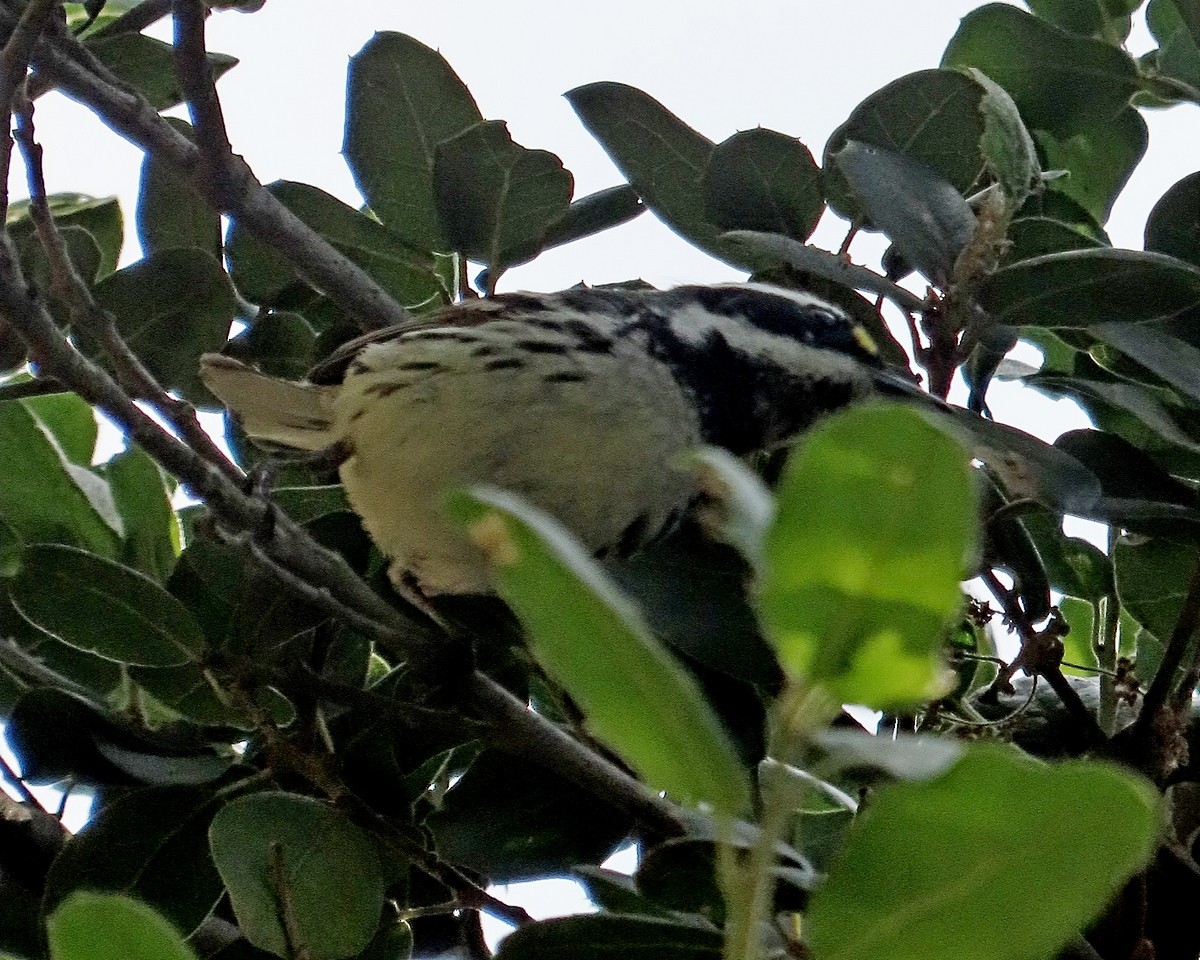 Black-throated Gray Warbler - ML634639151