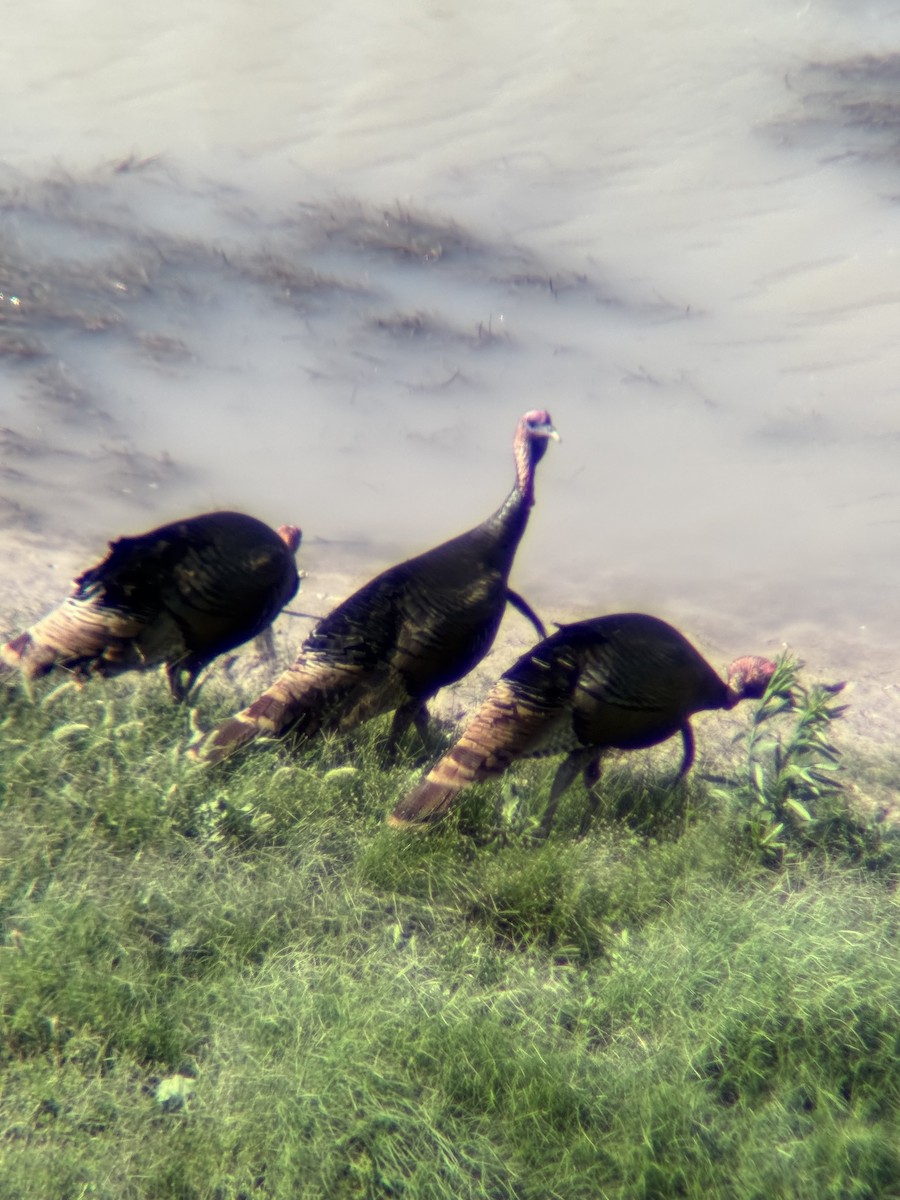 Wild Turkey - ML634639181