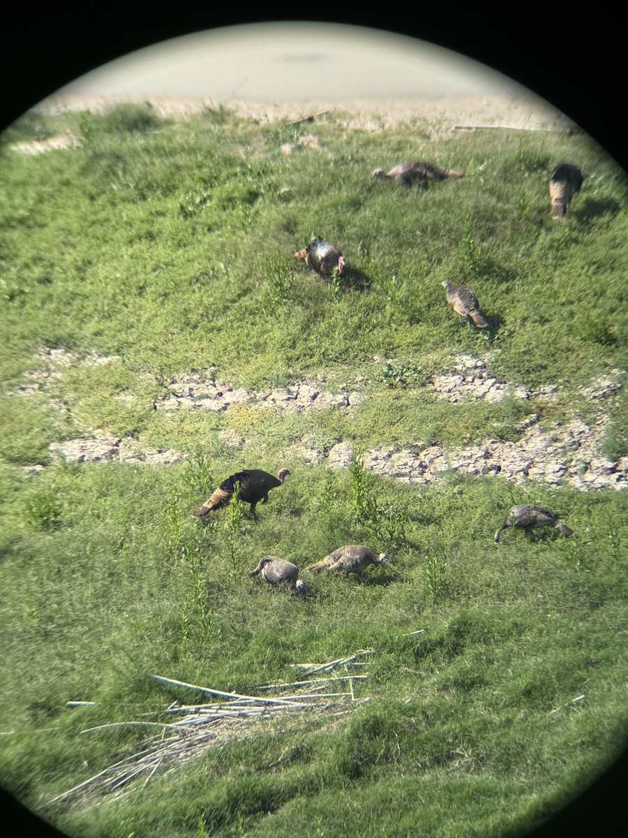 Wild Turkey - ML634639182