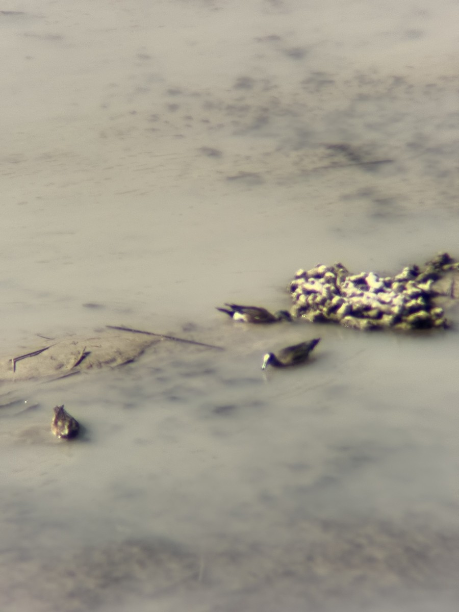 American Wigeon - ML634639254