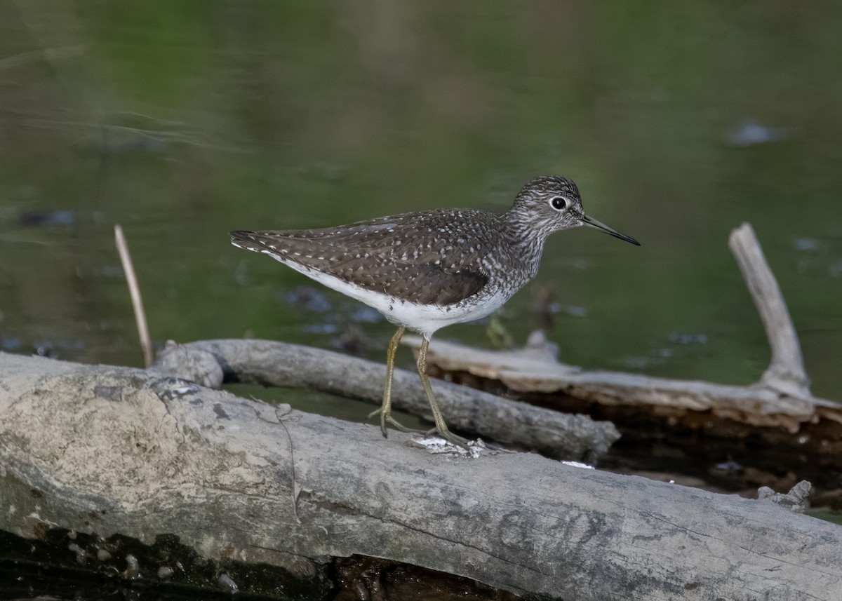 Solitary Sandpiper - ML634639338