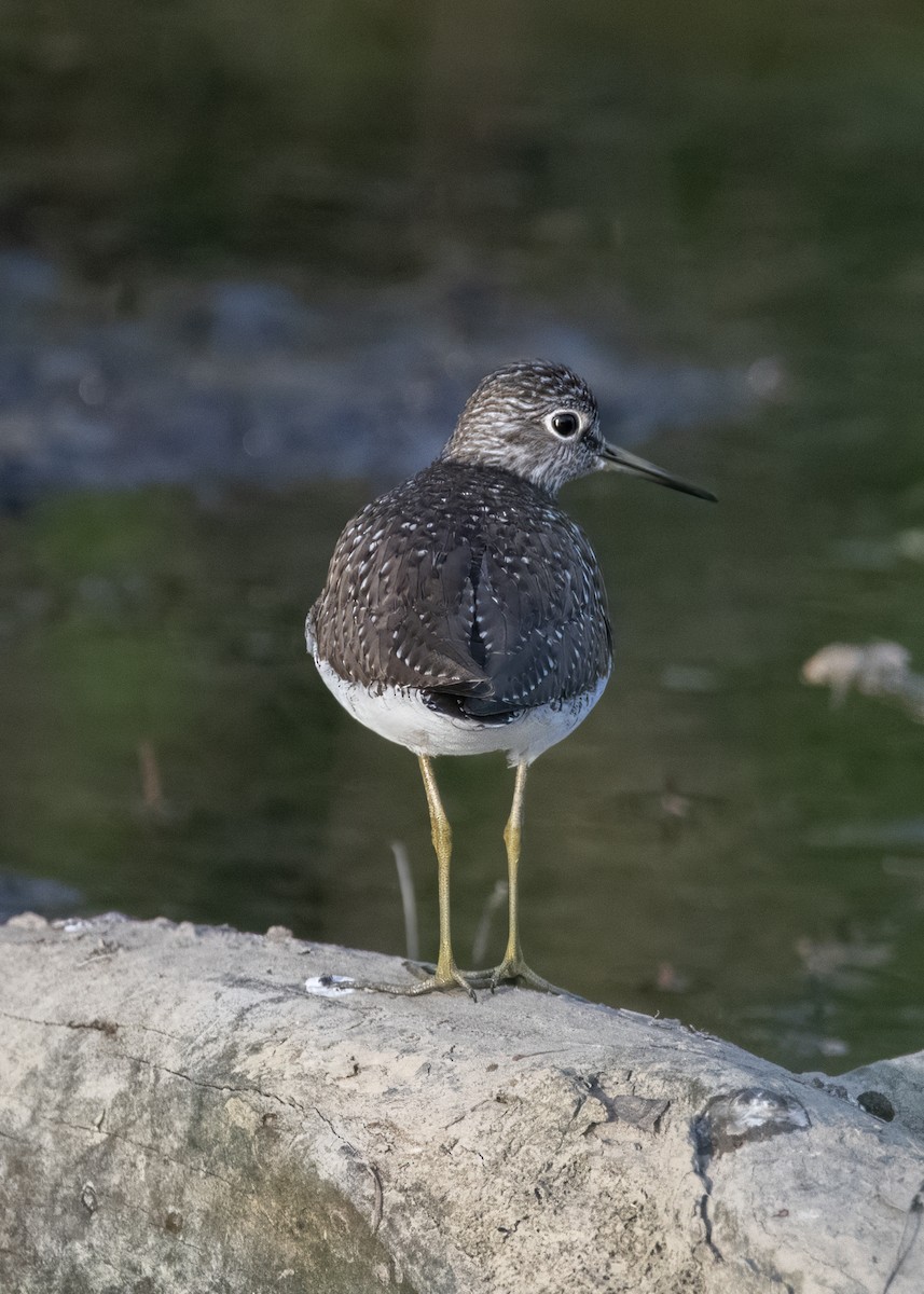 Solitary Sandpiper - ML634639339