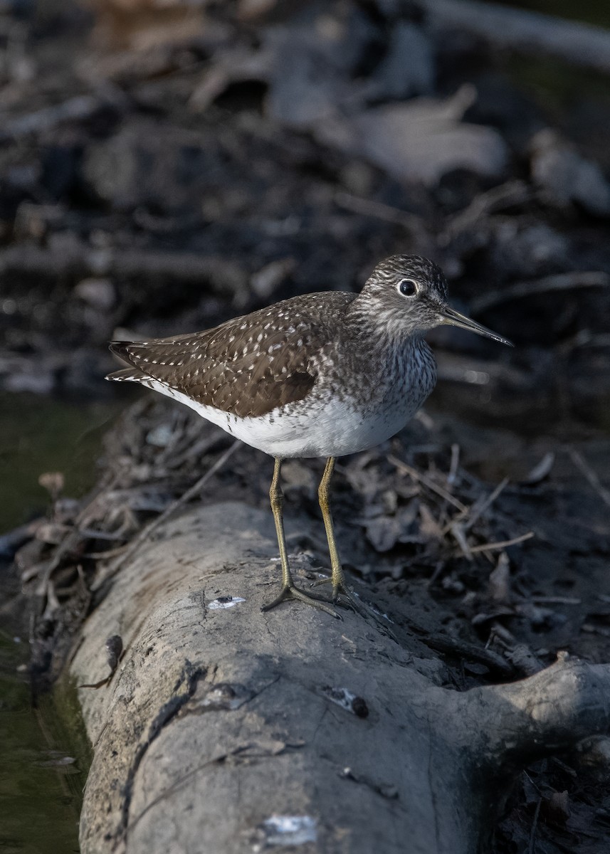 Solitary Sandpiper - ML634639340