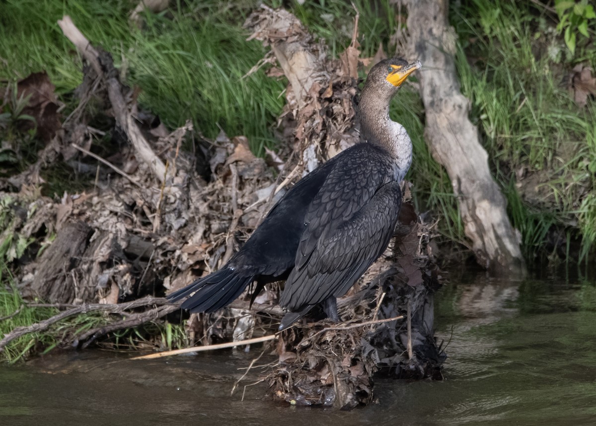 Double-crested Cormorant - ML634639343