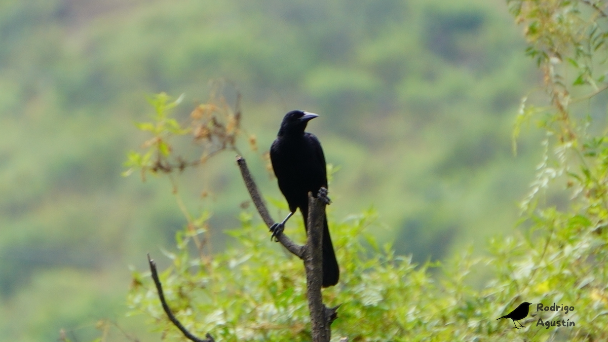Scrub Blackbird - ML634639350