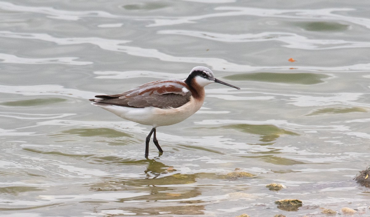 Wilson's Phalarope - ML634639377