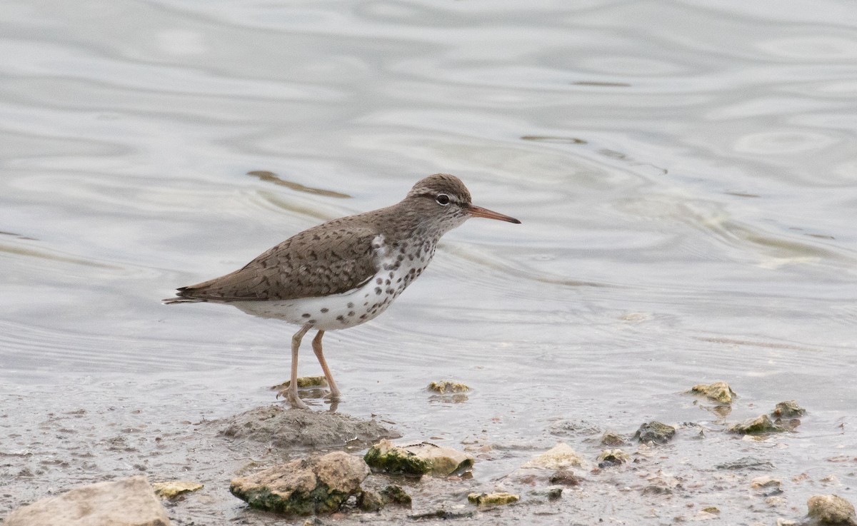 Spotted Sandpiper - ML634639390