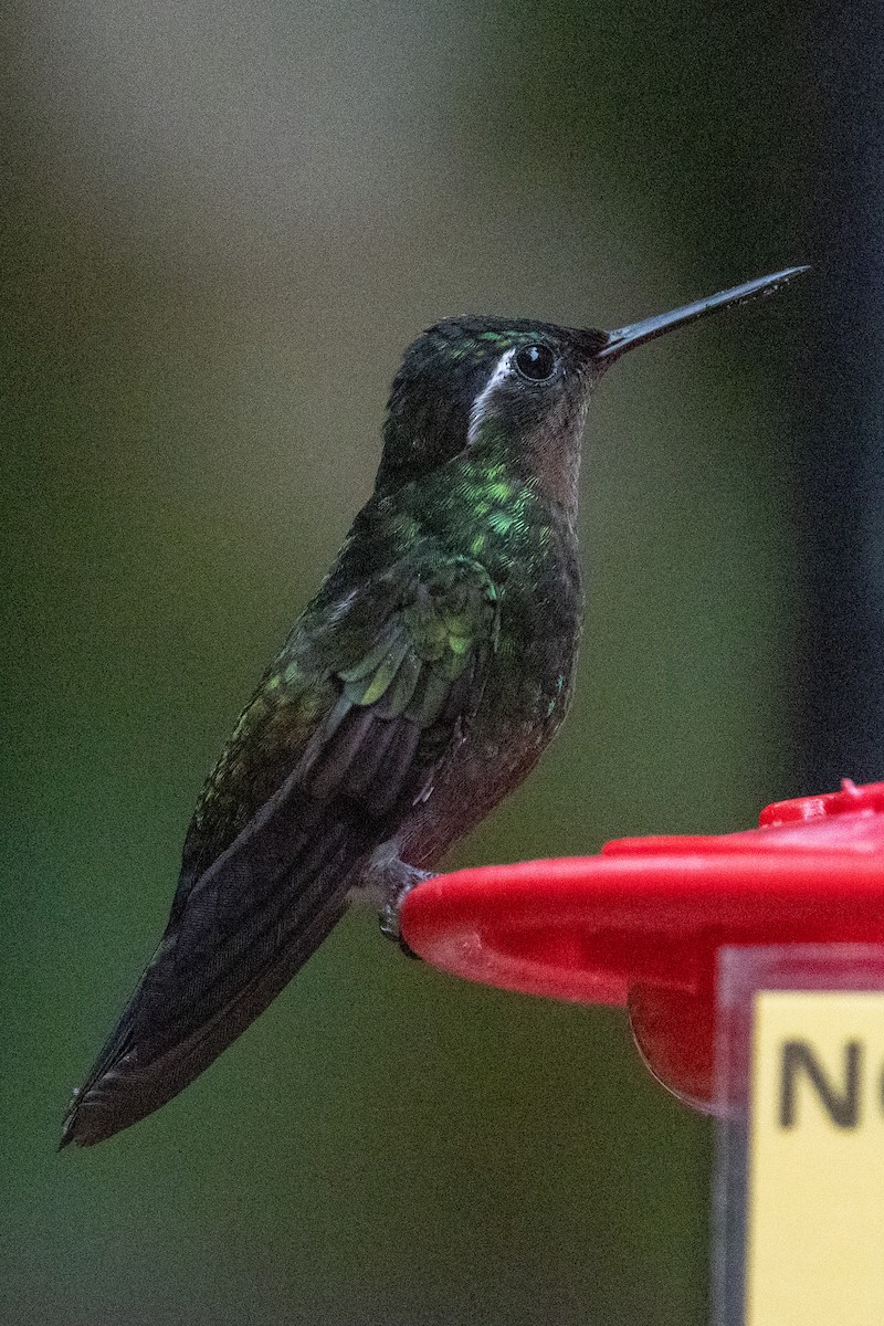 Purple-throated Mountain-gem - ML634639406