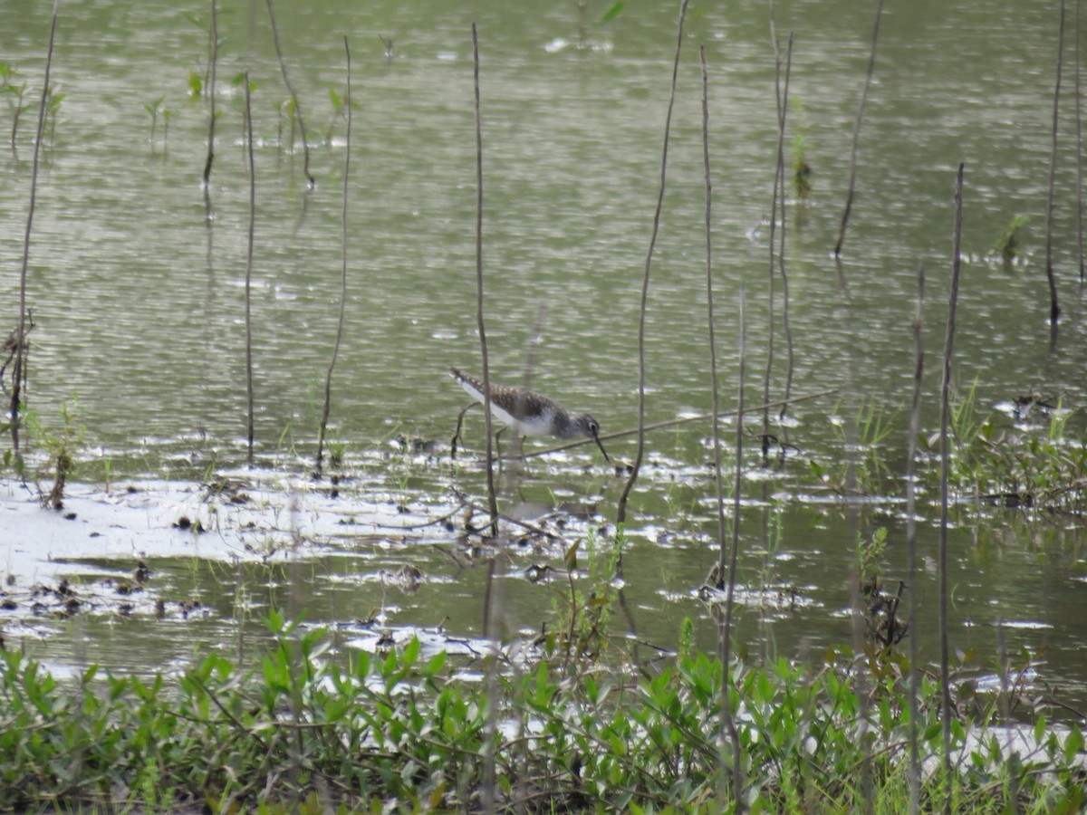 Solitary Sandpiper - ML634639547