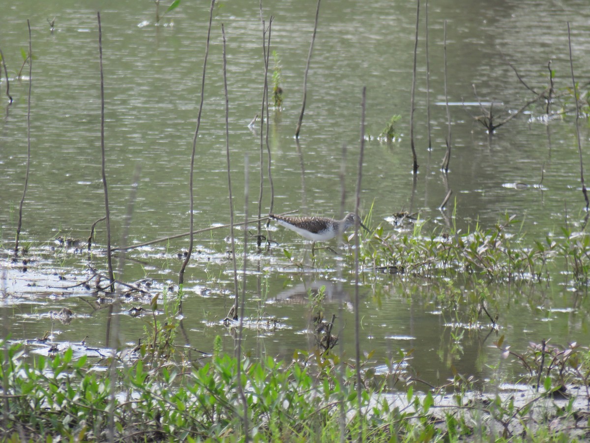 Solitary Sandpiper - ML634639548