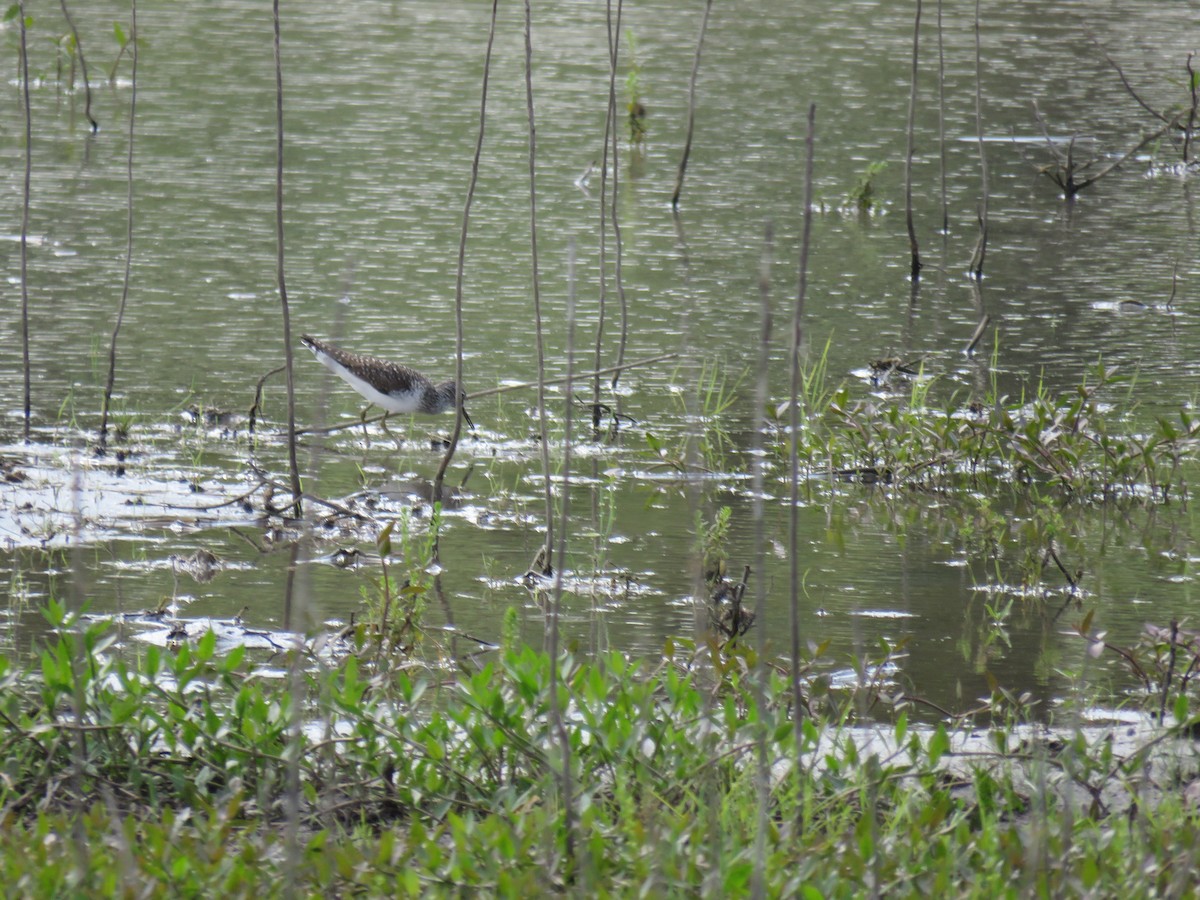 Solitary Sandpiper - ML634639550