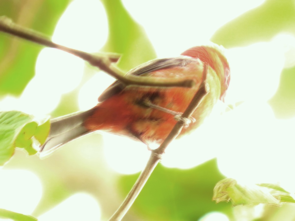 White-winged Tanager - ML634639641