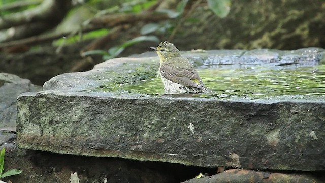 Cape May Warbler - ML634639675