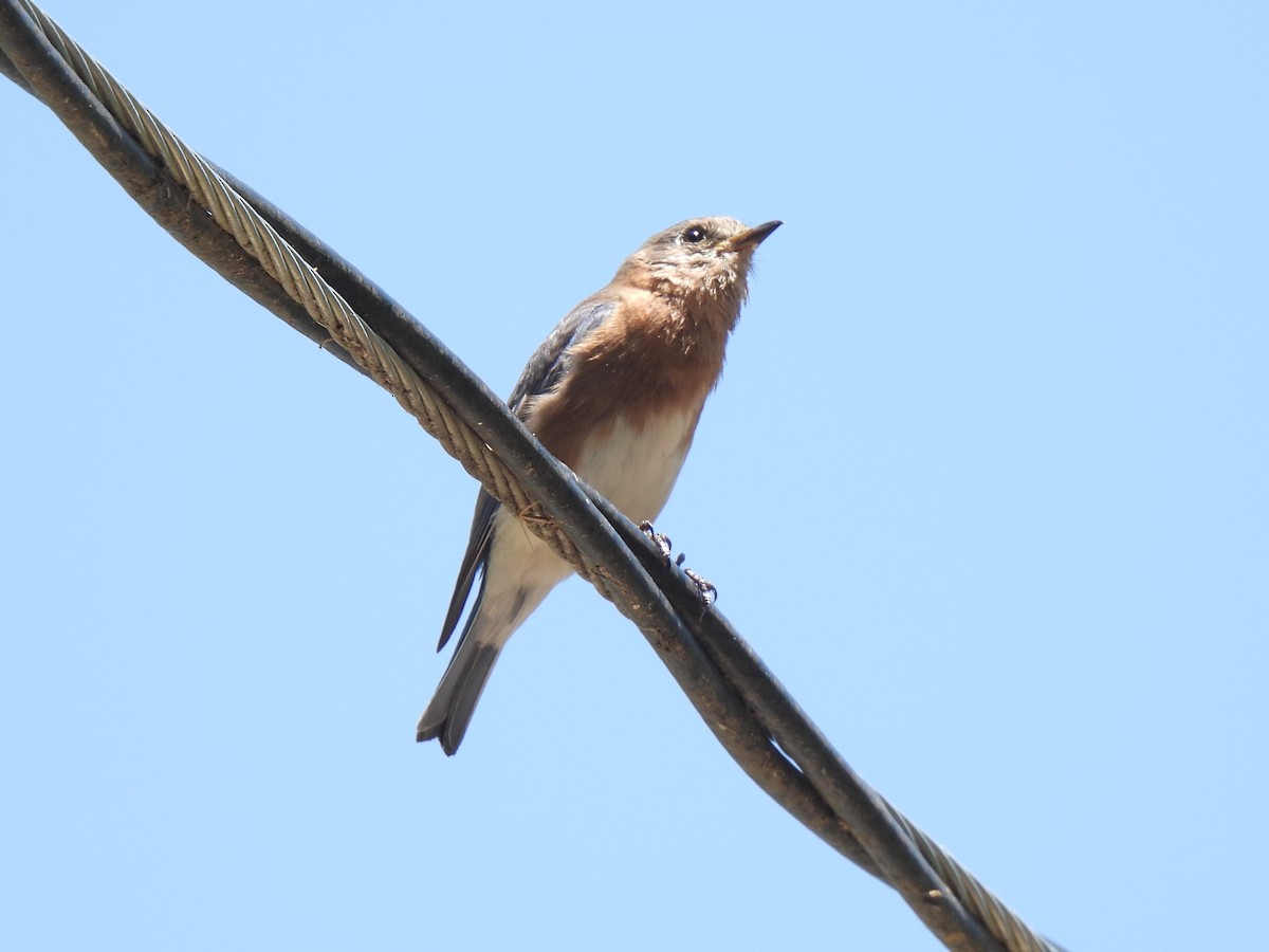 Eastern Bluebird - ML634639690