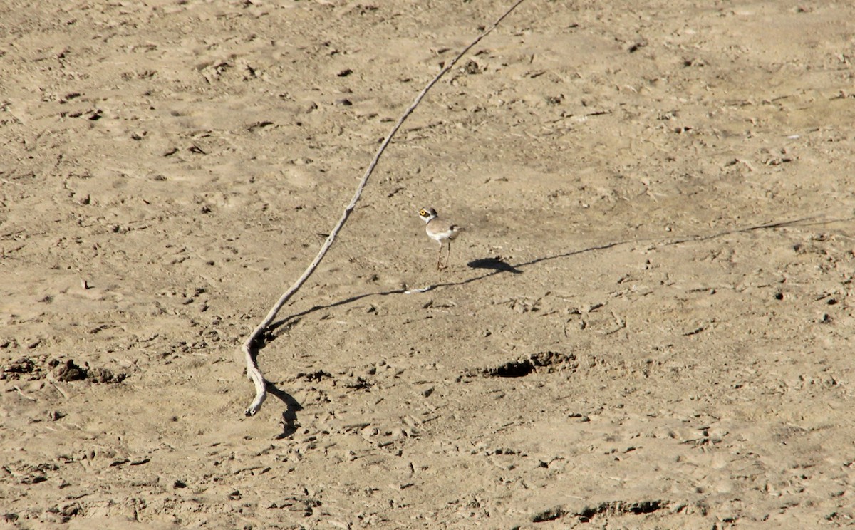 kulík říční - ML634639717