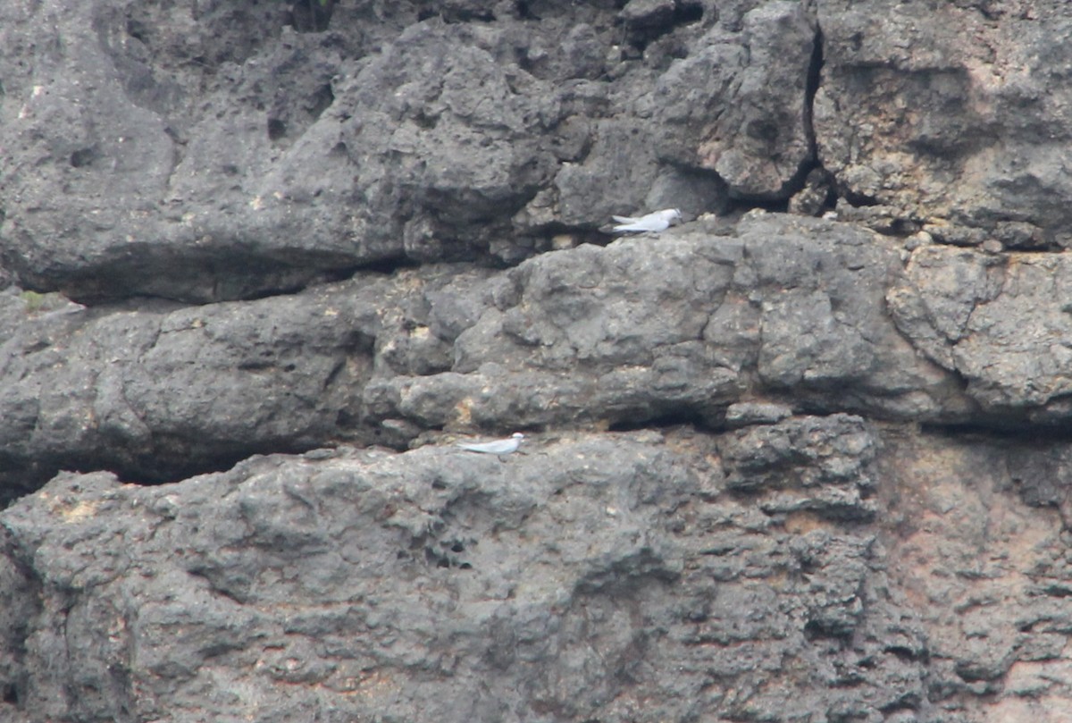 rybák bělotemenný - ML634639746