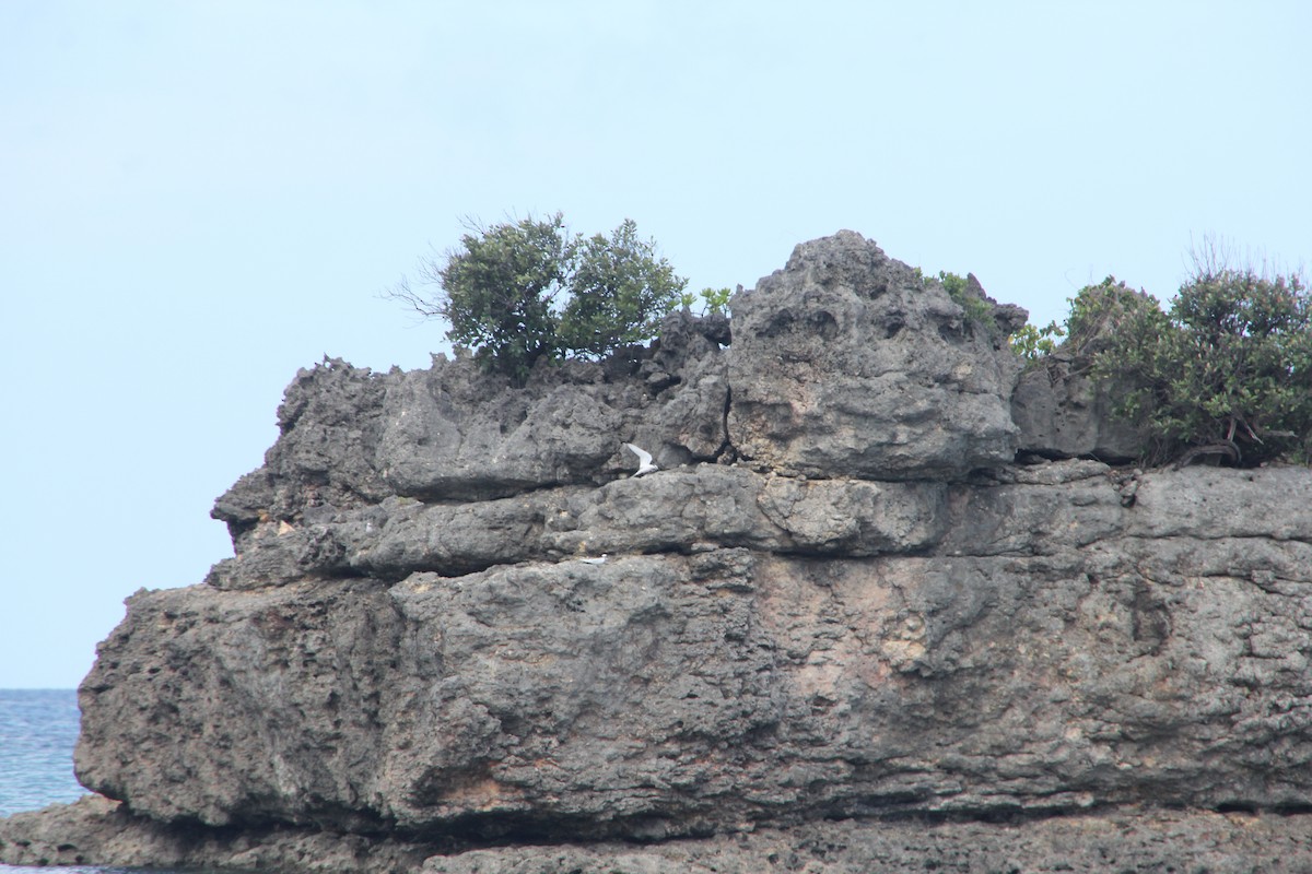 rybák bělotemenný - ML634639769