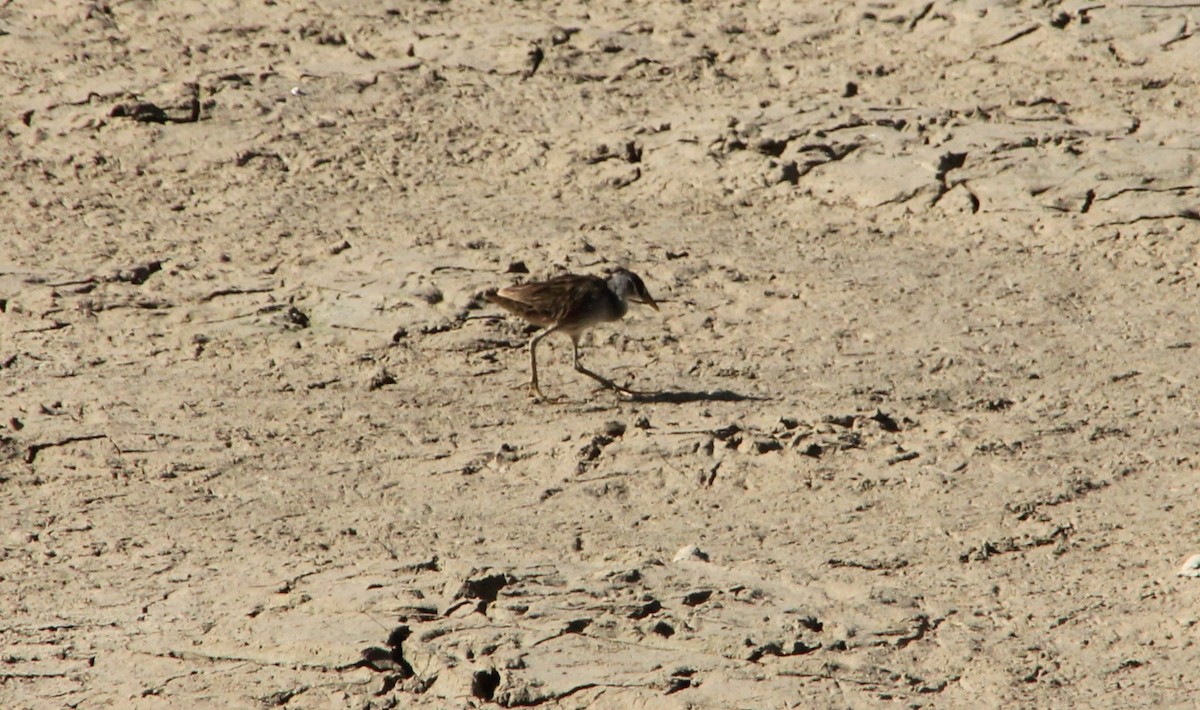 chřástal popelavý - ML634639820