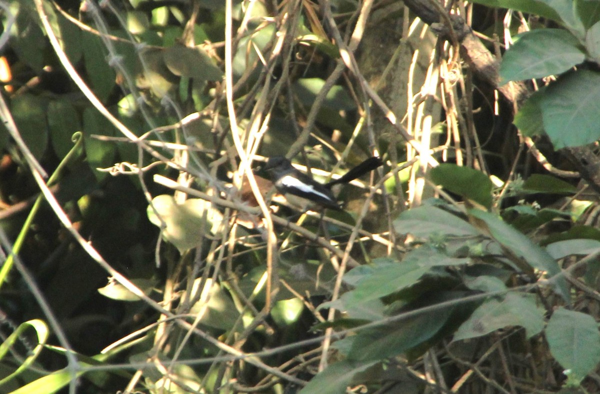 Philippine Magpie-Robin - ML634639846