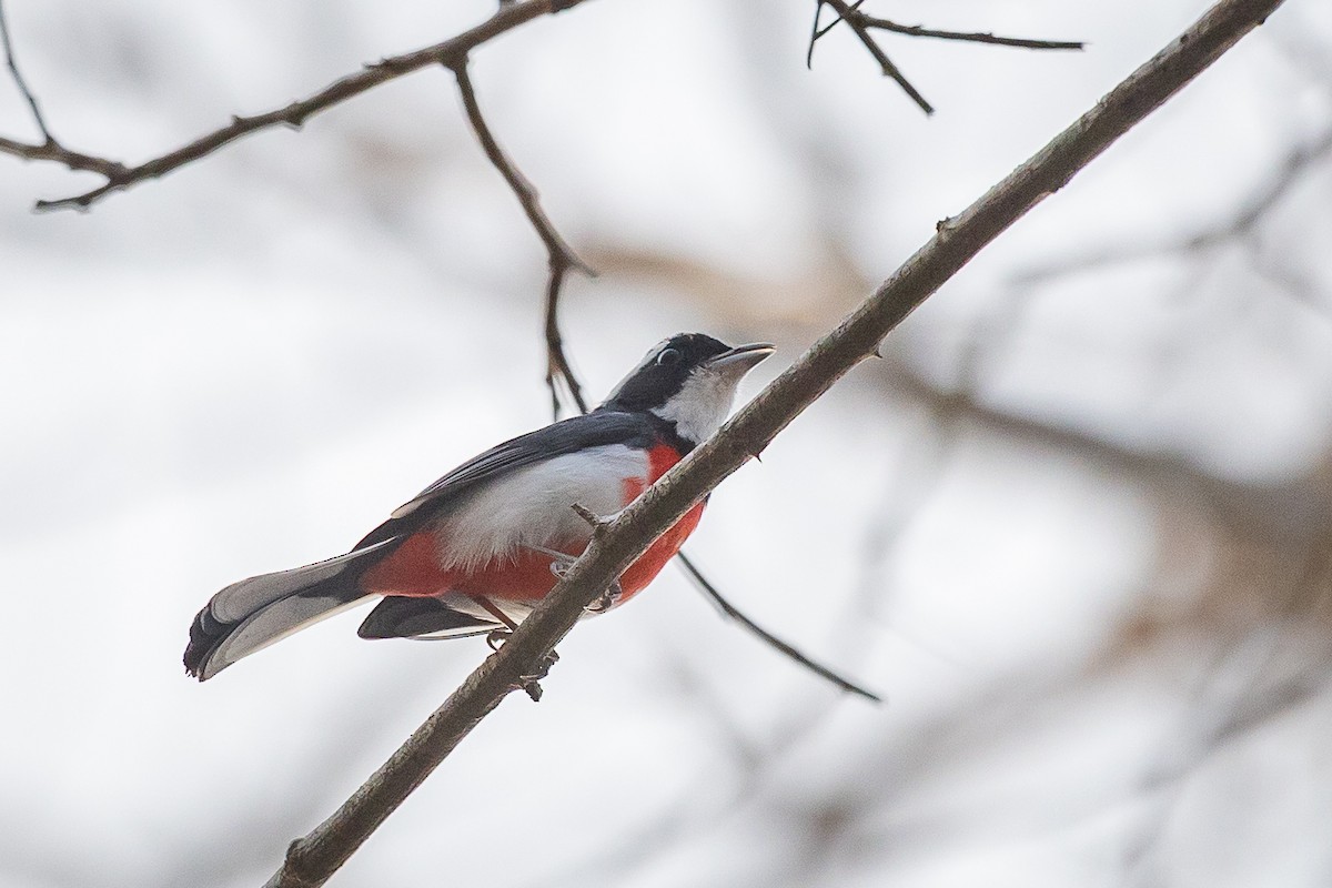 Red-breasted Chat - ML634639868