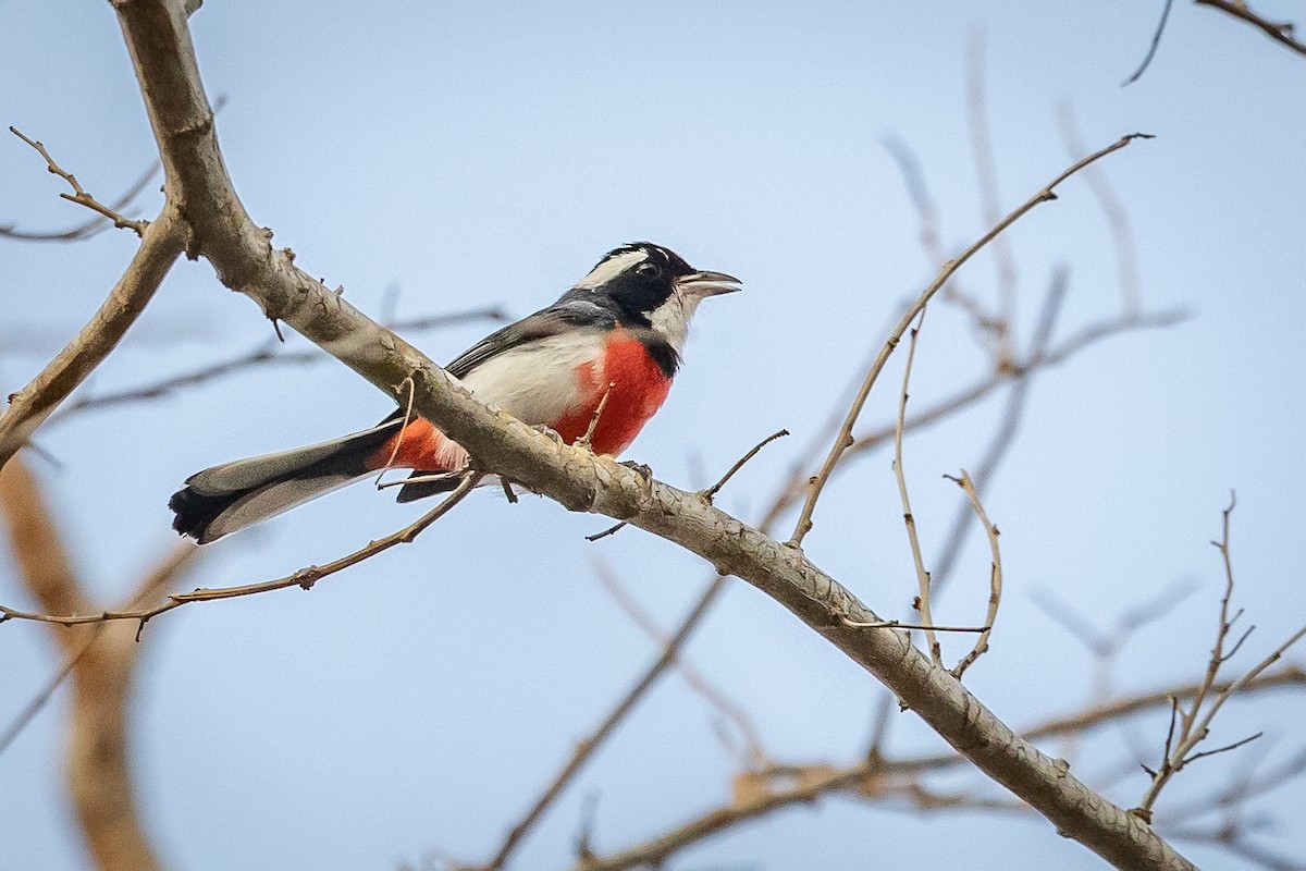 Red-breasted Chat - ML634639869